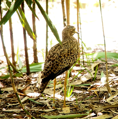 [This medium-sided bird has very thin yellow legs. Its body is speckled shades of light and dark brown. It has very large eyes of similar coloring.]